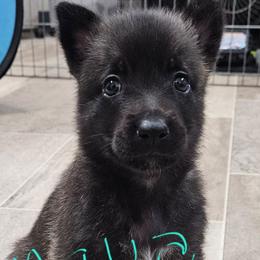 Aqua collar - Black brindle female Dutch Shepherd puppy in Howey In The Hills, Florida from MAC K9 Dutch Shepherds