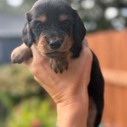AKC Red Collar 3000.00 - Black and tan male Dachshund puppy in Cottonwood, California from Circle C Farm