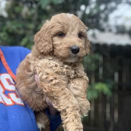 Eeyore - Apricot male Goldendoodle puppy in Jacksonville, Florida from Dandelion Doodles