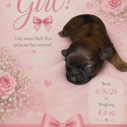 Heidi - Brindle female Shihpoo puppy in Walterboro, South Carolina from Puddlejumpers