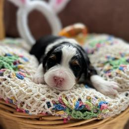 Lady Daphne - Tri-color female Bernedoodle puppy in Forsyth, Illinois from Birdies Mini Bernedoodles