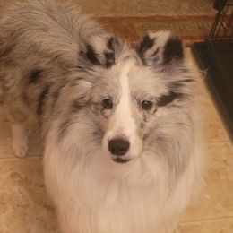 Dazzle - Shetland Sheepdog