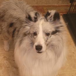 Dazzle - Shetland Sheepdog