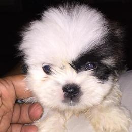 Shih Tzus from Darcy's Shih Tzu