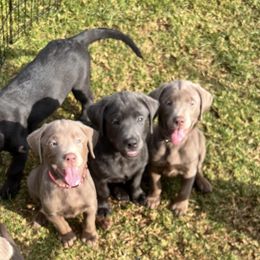 Dilute Retriever and Labrador Retriever Puppies from Silver Labrador of Southern California