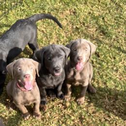 Dilute Retriever and Labrador Retriever Puppies from Silver Labrador of Southern California