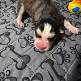 Boy 2 - Black tan and white male Siberian Husky puppy in Kansas City, Missouri from Anuun's Huskies