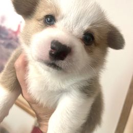 Boy 4 - White and red Pembroke Welsh Corgi puppy in Ridgeland, South Carolina from FOF Lowcountry Corgis