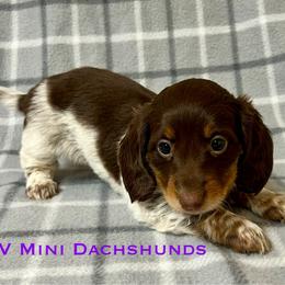 Pearl - Piebald female Dachshund puppy in Carlsbad, Texas from MV Mini Dachshunds