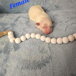 Dolly - Cream female Havanese puppy in Trinity, Alabama from Tooties Cuties Havanese
