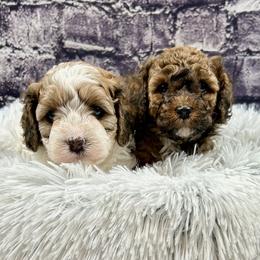Bernedoodle, Cavalier King Charles Spaniel, Cavapoo, Cockapoo, and Poodle Puppies from Cavapoo Acres