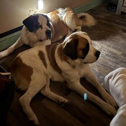 Saint Bernard Puppies from BnC Breeders