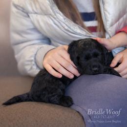 Cole Von BridleWoof - Black male Goldendoodle puppy in Great Barrington, Massachusetts from BridleWoof