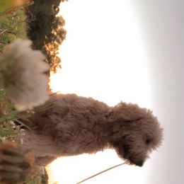 Goldendoodles from Cajun Doodles and Retrievers, LLC