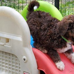 Aussiedoodles, Bernedoodles, and Goldendoodles from Mikkiana's Doodles