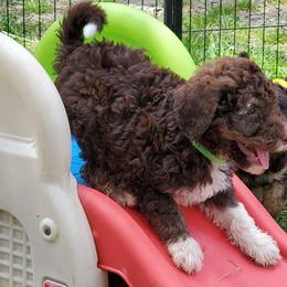 Aussiedoodles, Bernedoodles, and Goldendoodles from Mikkiana's Doodles