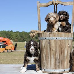 Aussiedoodle Puppies from Gore Doodle Ranch