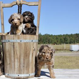Aussiedoodle Puppies from Gore Doodle Ranch