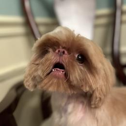 Charlie - Shih Tzu