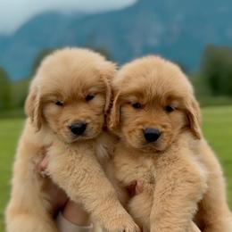 Golden Retriever Puppies from Sound Golden Retrievers