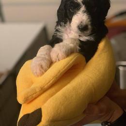 Goldendoodle, Golden Retriever, and Sheepadoodle Puppies from Guppy Puppies