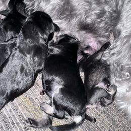 Female 2 - Salt and pepper female Miniature Schnauzer puppy in La Fayette, Georgia from Daniels Mini Schnauzers
