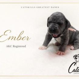 Ember - Blue female Great Dane puppy in Liberty, New York from Catskills Greatest Danes