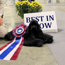 RUN - Cocker Spaniel