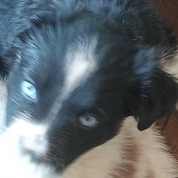 Girl 4 - Black tri-color female Australian Shepherd puppy in Woodbridge, Connecticut from Somewhere in Thyme Aussies