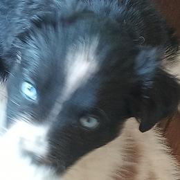 Girl 4 - Black tri-color female Australian Shepherd puppy in Woodbridge, Connecticut from Somewhere in Thyme Aussies