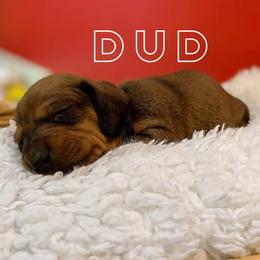 Dud - Red Dachshund puppy in Washington, Indiana from The Pupsqueakery