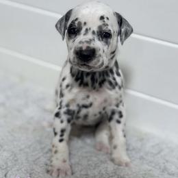 Echo - Lavender collar - White black and tan female Dalmatian puppy in Whitwell, Tennessee from Rock a Dalmatian “RockADal”