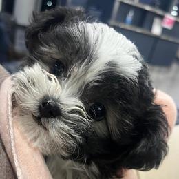 Shihpoo puppies from Pups Furever