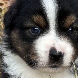Aussiedoodles, Miniature American Shepherds, and Miniature Australian Shepherds from North Lake Aussies