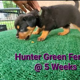 Rottweiler Puppies from Vom Haus Curbeam Rottweiler Kennel, LLC