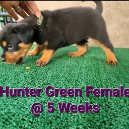 Rottweiler Puppies from Vom Haus Curbeam Rottweiler Kennel, LLC