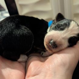 Blue collar - Panda male German Shepherd puppy in Millan, Illinois from Volhouden German Shepherds