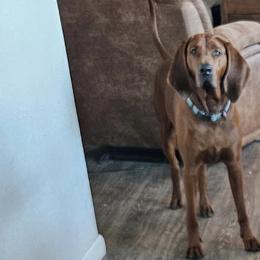Redbone Coonhounds from Dorsett Dogs