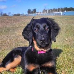 Hovawarts from Helderberg Hovawarts