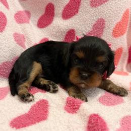Ella - Black and tan female Cavalier King Charles Spaniel puppy in Ocala, Florida from Ray of Sunshine Spaniels LLC