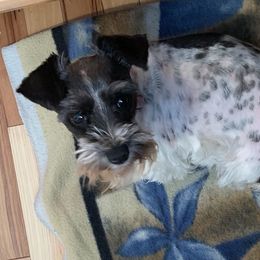 Loki - Miniature Schnauzer