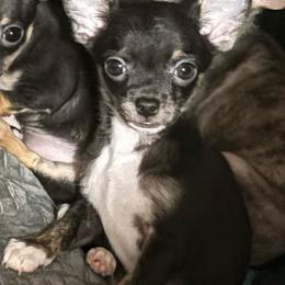 Boy 3-Tucker - Black and tan male Chihuahua puppy in Scranton, Pennsylvania from Grammy Farm