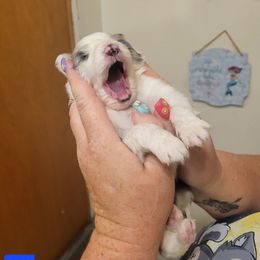 Huburt - Blue merle and white male Shetland Sheepdog puppy in Kaycee, Wyoming from Heavenly Shelties