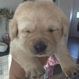 Female 1 - Yellow female Labrador Retriever puppy in Catawba, North Carolina from Raising Hope Labradors
