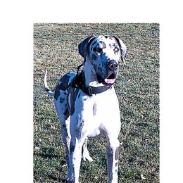 Adonis - Great Dane