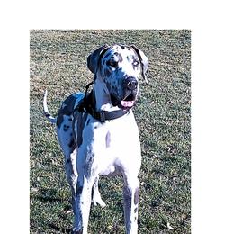 Adonis - Great Dane