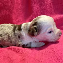 Mistletoe - Red merle female Miniature Australian Shepherd puppy in Port Saint Lucie, Florida from Charlene Brannon's Mini Australian Shepherds