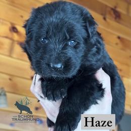 Haze - Black female German Shepherd puppy in Garland, Maine from Vom Schön Traumhund