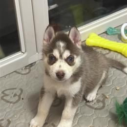 Aries - Sable and white female Siberian Husky puppy in Lakeland, Florida from Ice Blue Legacy Siberians Huskies