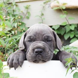Boy 3 - Gray brindle male Cane Corso puppy in Emmett, Idaho from NorthWood’s Cane Corso